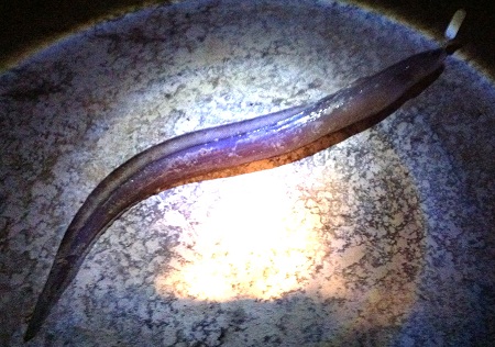 c0143330_20435599.jpg