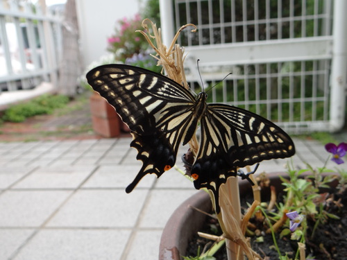 今日は雨です。ですが・・・良いことも。_d0254540_755739.jpg