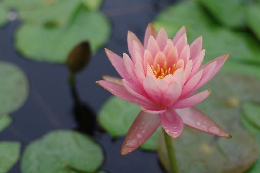 睡蓮-2　　雨の日 草津市立水生植物公園　みずの森にて_a0031741_22365113.jpg