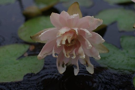 睡蓮-2　　雨の日 草津市立水生植物公園　みずの森にて_a0031741_22365830.jpg