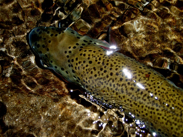 d0075843_14182680.jpg