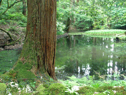 勝山（平泉寺）_a0099744_14352598.jpg