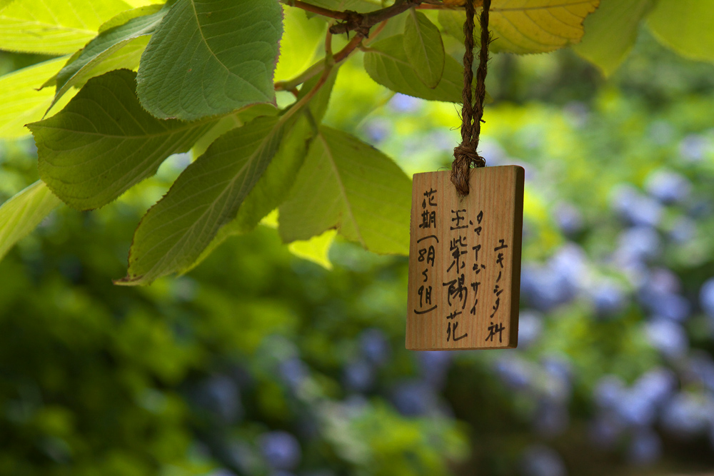 鎌倉　「明月院」　そのⅡ_e0140650_2246195.jpg