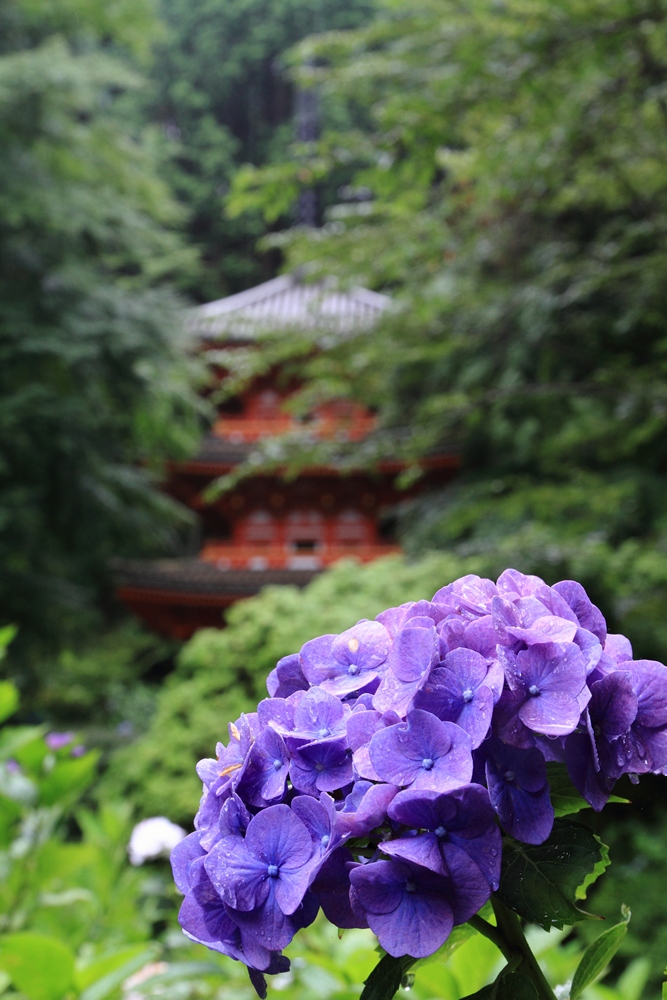 雨の岩船寺_e0194050_10573599.jpg