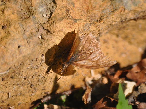 c0045352_2033130.jpg