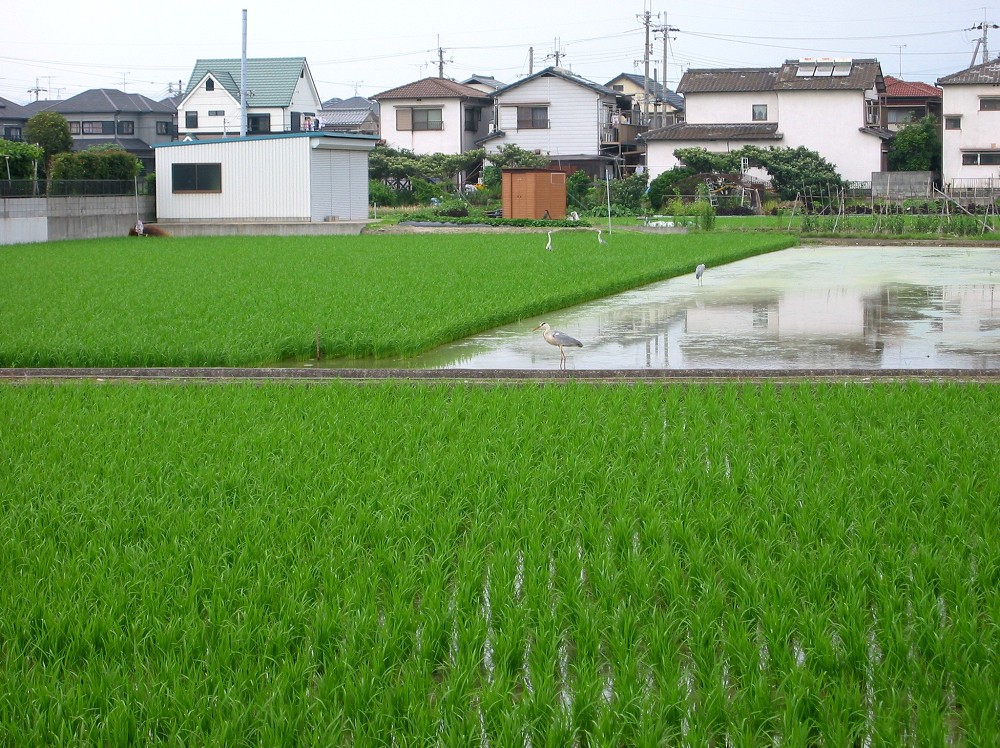 　　田園風景　　２０２４-０７-０５　００：００_b0093754_2373426.jpg