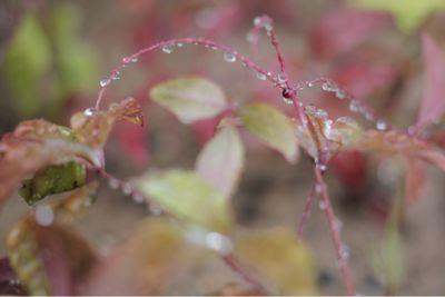 kiss4とEF40/2.8STM_e0200056_22472078.jpg