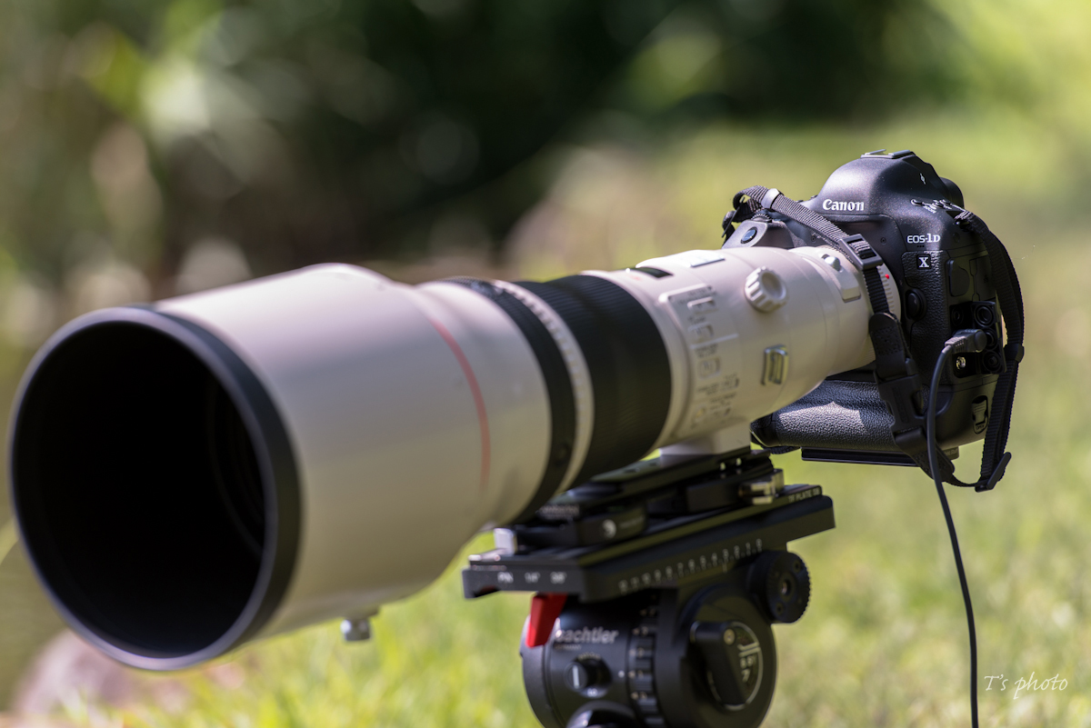 1DX + EF800mm F5.6L IS USM : annie's song 1DX + EF800mm F5.6L IS USM : annie's song