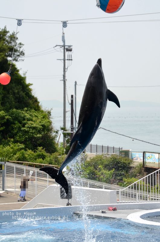 みさき公園のイルカショー_b0024758_0314836.jpg