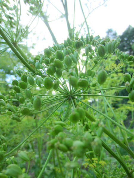 今日から7月_d0231263_23404885.jpg