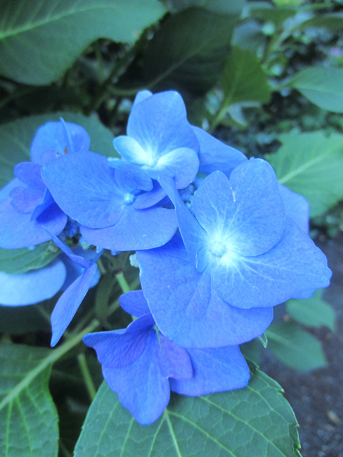 7月の花_d0231263_23473363.jpg