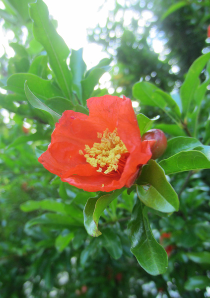 7月の花_d0231263_23475243.jpg