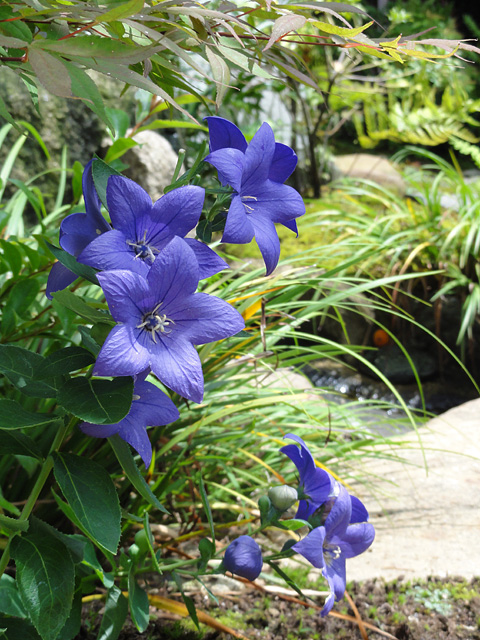 b0006870_2355175.jpg