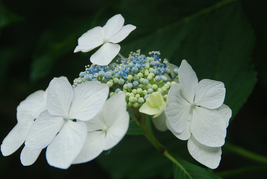 高幡不動尊の紫陽花_c0187781_1125652.jpg