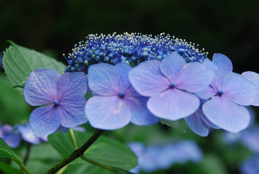 高幡不動尊の紫陽花_c0187781_1132945.jpg