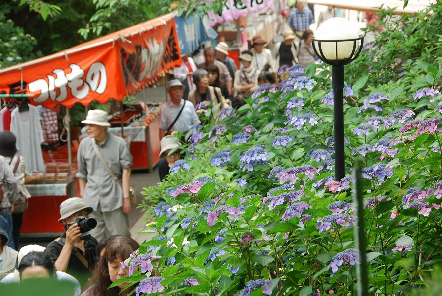 高幡不動尊の紫陽花_c0187781_164096.jpg