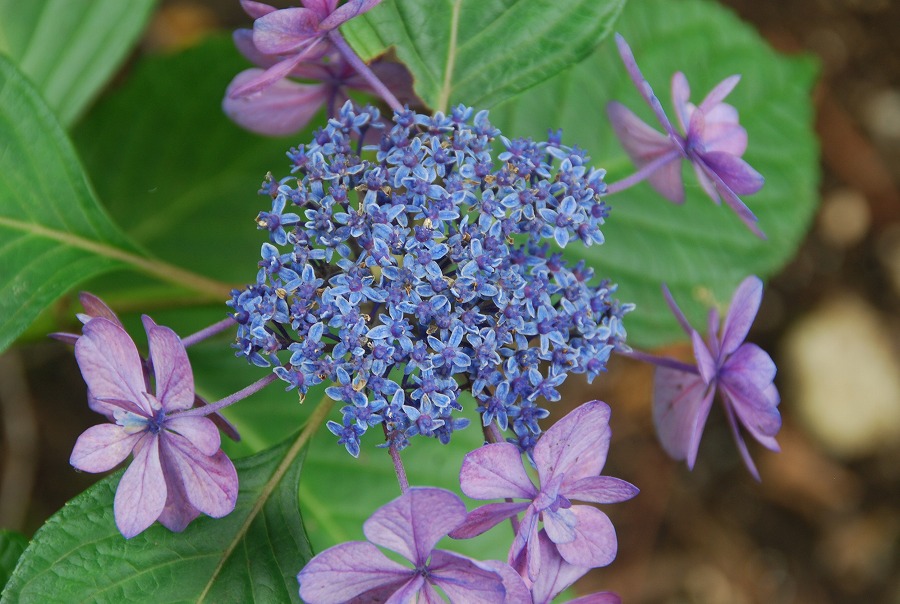 高幡不動尊の紫陽花_c0187781_17688.jpg