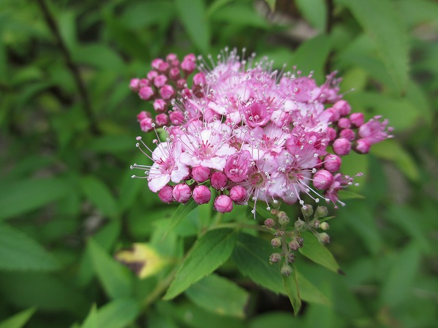 b0182884_144839100.jpg