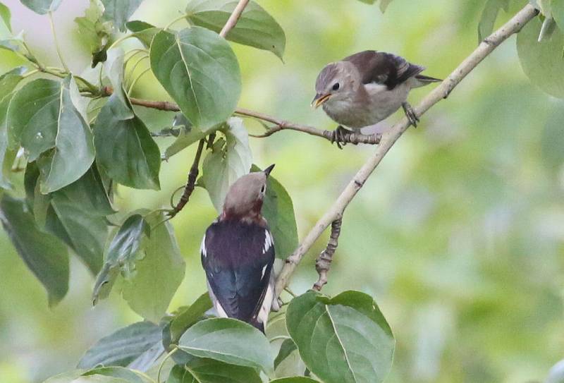 豊平川の河川敷の鳥　　２０１２年７月１日_e0197786_209669.jpg