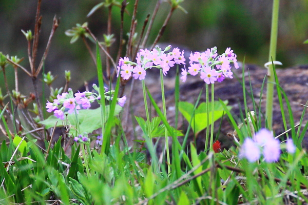 白馬八方　花めぐり_b0236595_19342177.jpg