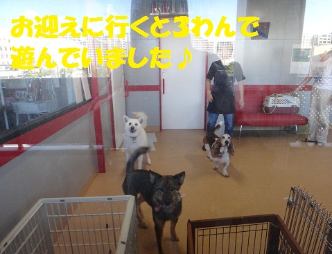 絵馬ちゃん初トリミング もももの部屋 怖がりで攻撃性の高い秋田犬のタイガ 老犬 雑種のベスの共同生活 保護活動の記録です 時々お空のモカも登場 絵馬ちゃん初トリミング もももの部屋 怖がりで攻撃性の高い秋田犬のタイガ 老犬 雑種のベスの共同生活 保護活動の記録です 時々お空のモカも登場