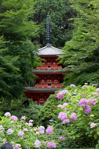 岩船寺 あじさいの寺_e0048413_21503670.jpg