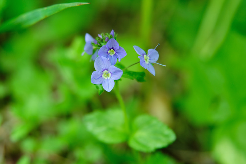 富良野岳のお花　2012.7.1_a0145819_17371360.jpg