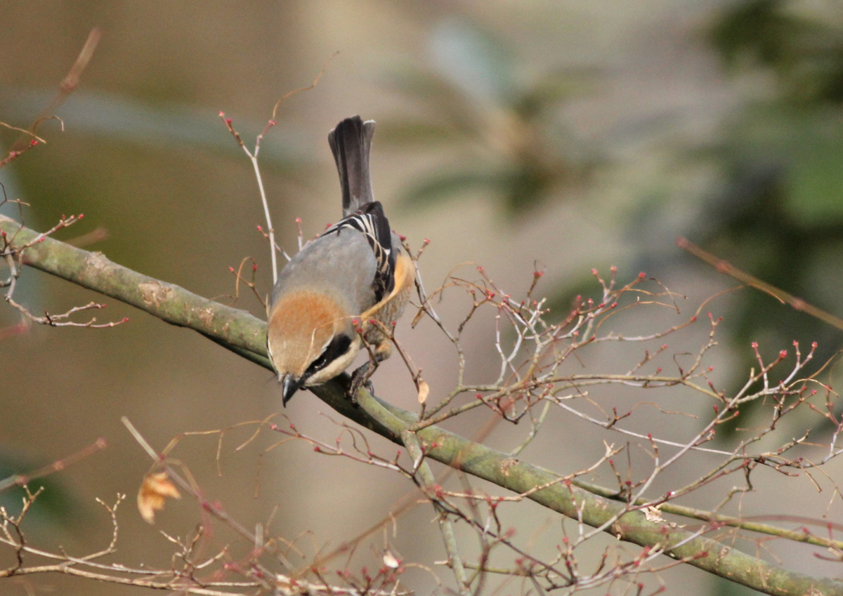 男前な野鳥、モズ。_d0259523_1947375.jpg