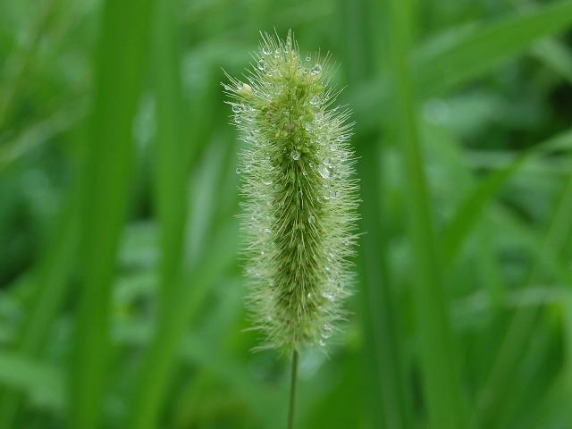 狗尾草 エノコログサ 花の仲間調べ