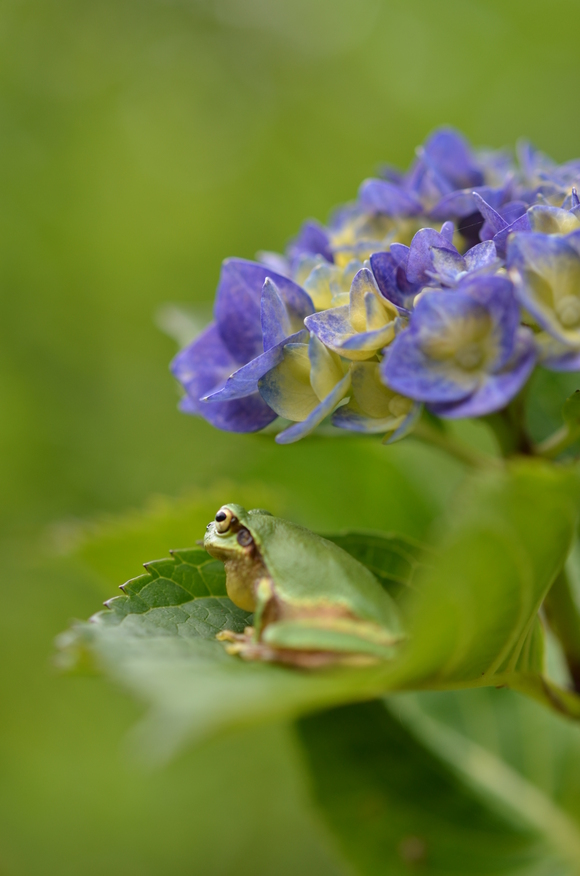 あじさいの森_e0274428_23111841.jpg