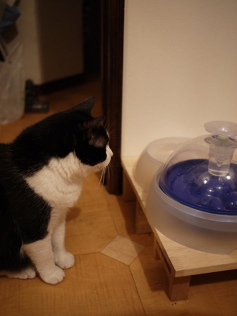 ウォーターファウンテン猫 空のぇる編。_a0143140_0582738.jpg