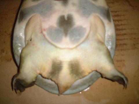 スッポンの雄 雌の違い 見分け方 すっぽん釣りの御紹介