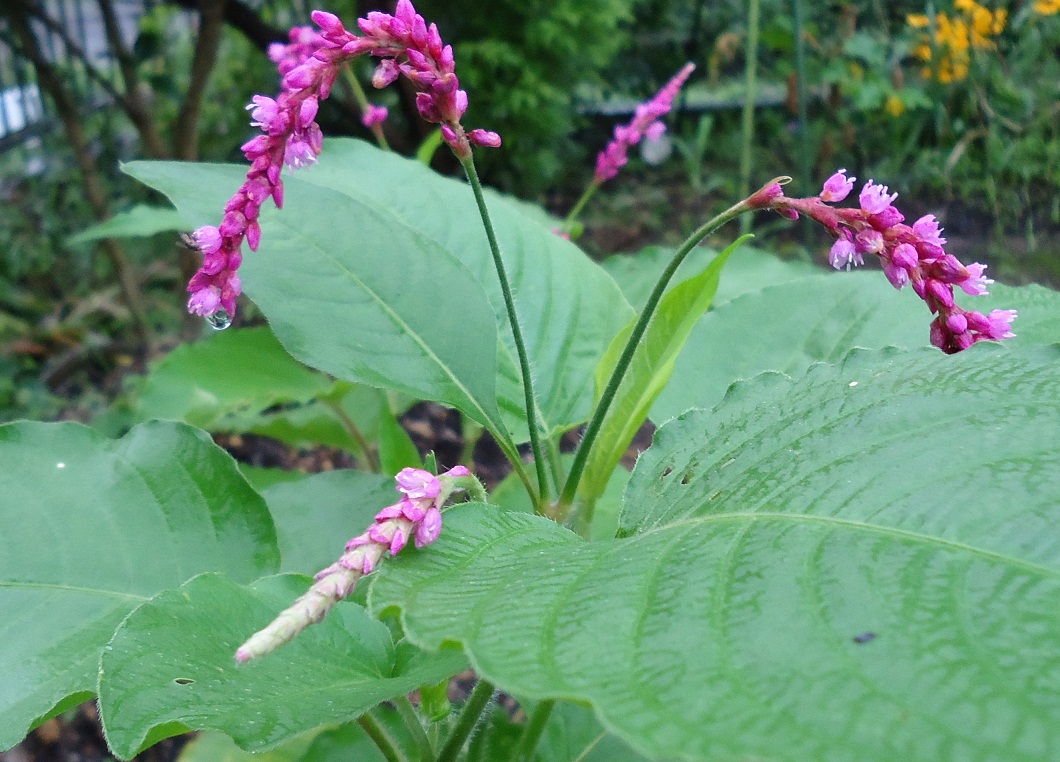 オオケタデ 大毛蓼 ぶうたらママは花が好き