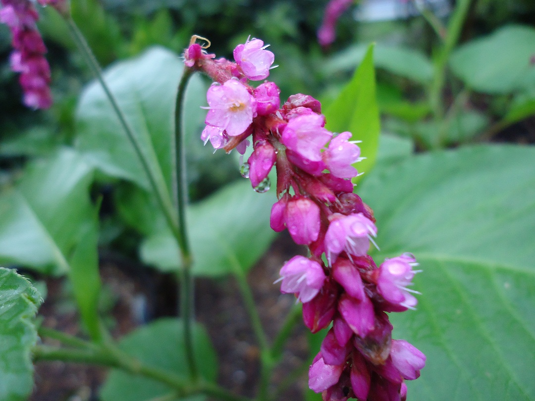 オオケタデ 大毛蓼 ぶうたらママは花が好き