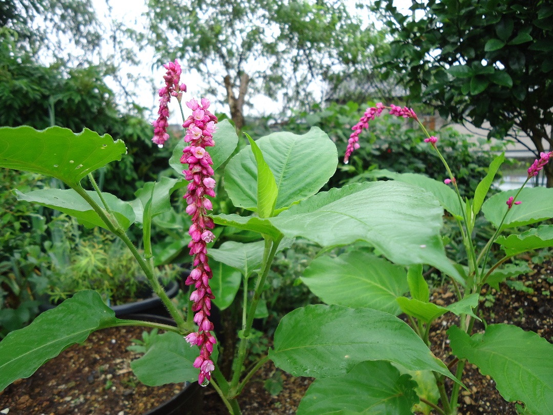 オオケタデ 大毛蓼 ぶうたらママは花が好き