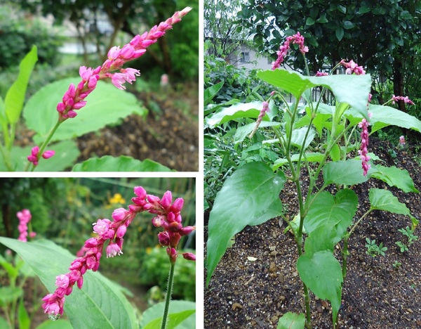 オオケタデ 大毛蓼 ぶうたらママは花が好き