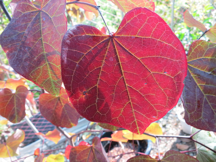 アメリカハナズオウ ルビーフォールズⓇ Cercis \'Ruby Falls\' 希少品　販売 画像 写真 値段 価格 安行_a0254743_1672778.jpg