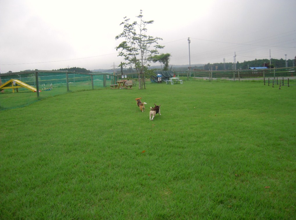 Play With DOG Club 翔_b0005652_20321995.jpg