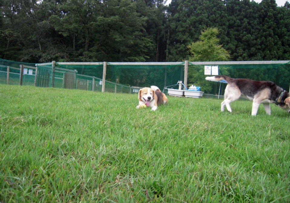 Play With DOG Club 翔_b0005652_20335939.jpg