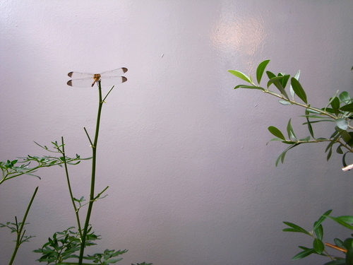 c0240152_2145468.jpg
