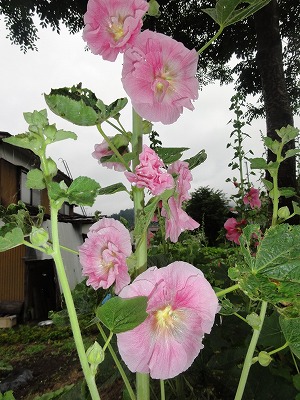 珍しく恵の雨でした_a0084753_8324698.jpg
