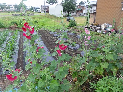 珍しく恵の雨でした_a0084753_8332142.jpg