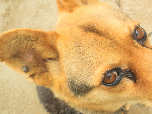 犬の耳にダニが やまちゃん日誌