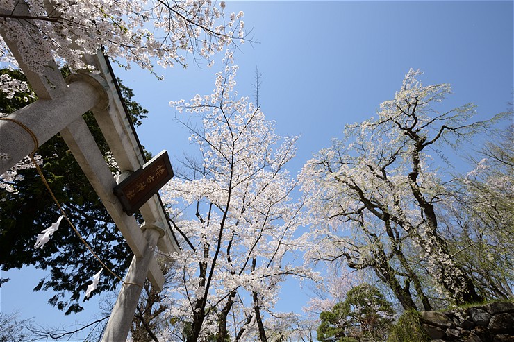 小諸城址懐古園 ~桜~_f0222161_2031119.jpg