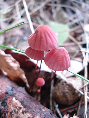 ハナオチバタケ 麻ブログにわかきのこ図鑑 麻ブログ ハナオチバタケ 麻ブログにわかきのこ図鑑 麻ブログ
