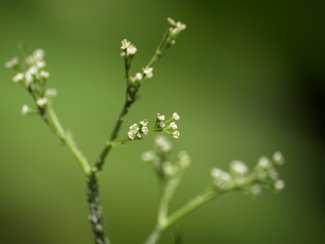 野に咲く三つ葉 ミツバ の花 自然風の自然風だより