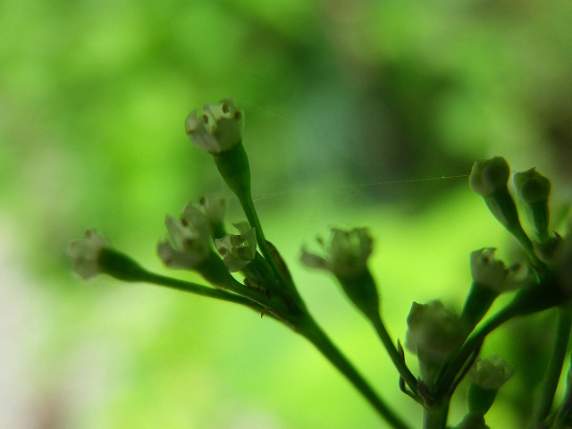 野に咲く三つ葉 ミツバ の花 自然風の自然風だより 野に咲く三つ葉 ミツバ の花 自然風の自然風だより