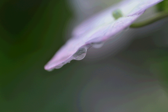 a0275782_16492788.gif
