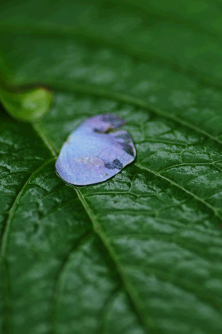 a0275782_165028.gif