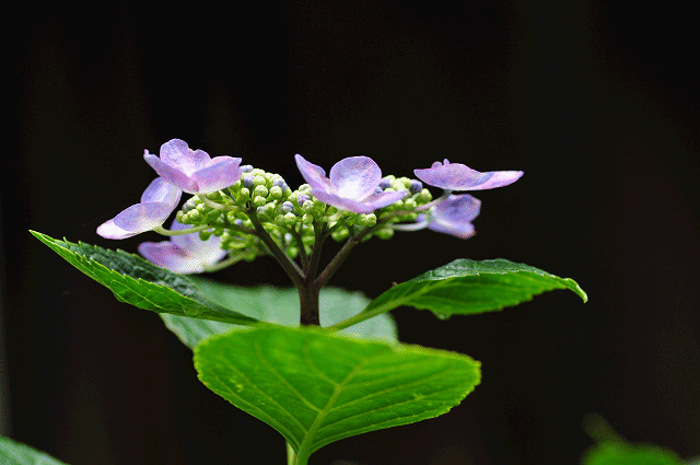 a0275782_16525083.gif